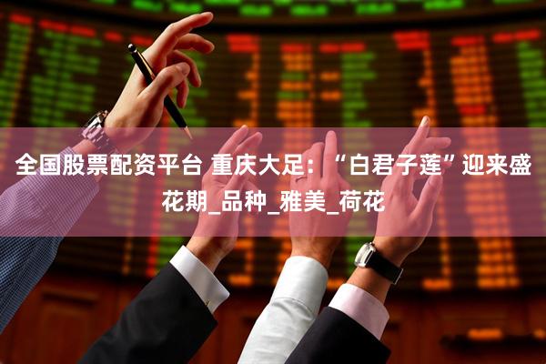 全国股票配资平台 重庆大足：“白君子莲”迎来盛花期_品种_雅美_荷花